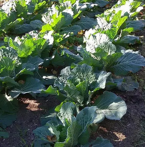 Sa Mendhula * Cugnana