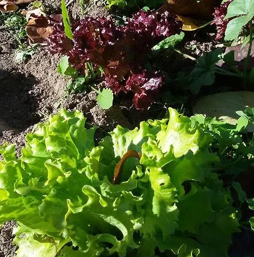 Séjour à la ferme Sa Mendhula *